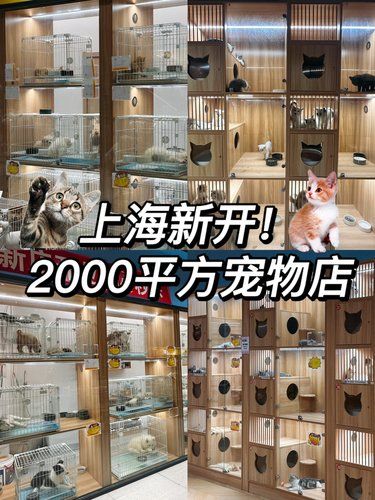 在上海！逛不完‼️2000平方超大宠物店
