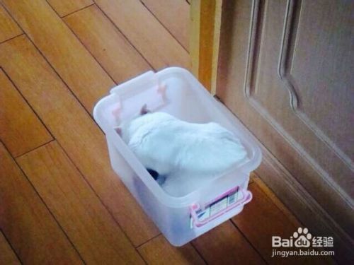 如何养好宠物--猫
