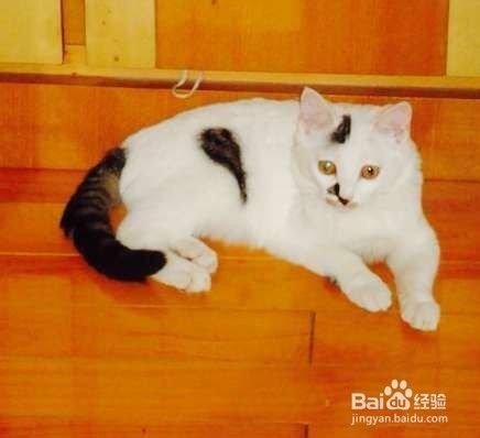 如何养好宠物--猫