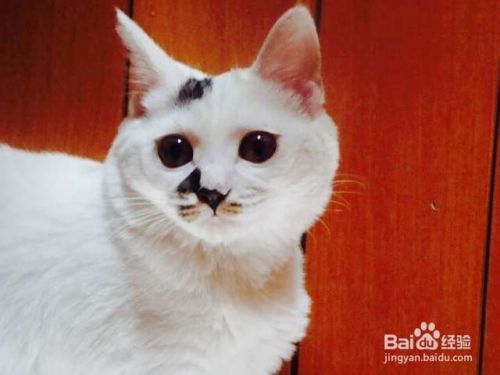 如何养好宠物--猫