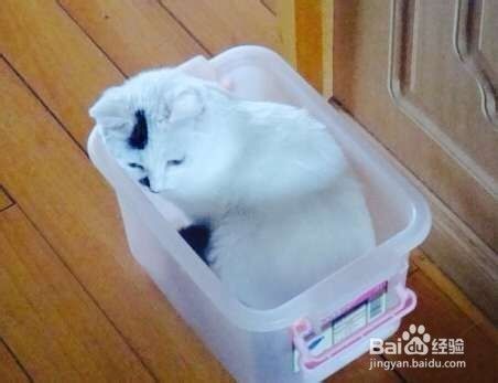 如何养好宠物--猫