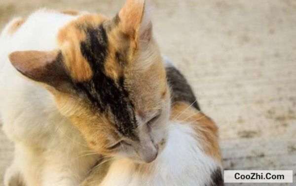 如何预防猫咪得抑郁症