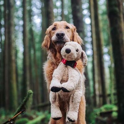 揭秘狗狗抑郁症（探究狗狗抑郁症的原因及治疗方法，让宠物过上幸福生活）