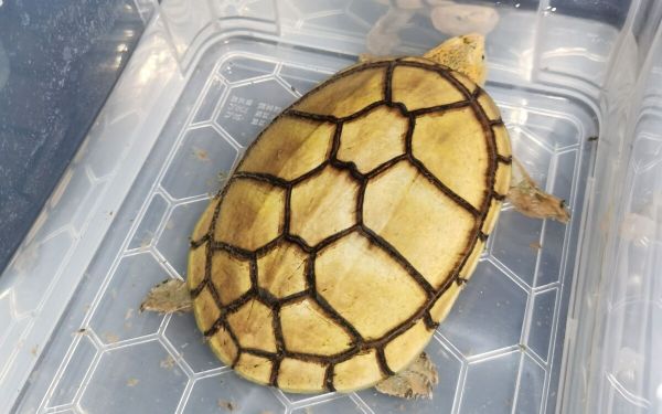 红面蛋龟