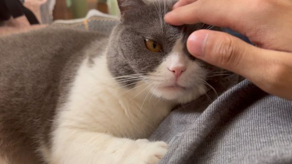 ‌rua猫