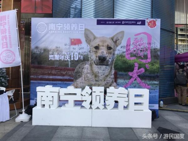第十届南宁领养日现场｜选择领养，选择买不到的爱