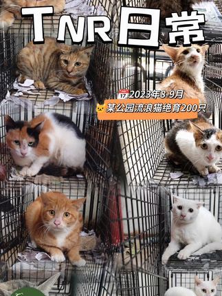 熙熙森林猫咪爱护协会:流浪猫TNR是目前有效、科学、人道管理流浪猫的方法,抓捕-绝育-放归,流浪猫能在原住地继续更高质量地生活下去。TNR成果来之不易,需要园区内群护人员坚持长期维护。愿更多人能一起参与进来! #熙熙森林 #流浪猫#流浪猫救助 #动物救助