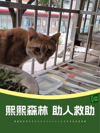 熙熙森林猫咪爱护协会:我本是一只普通的流浪猫,在你眼中却成了王子。 #救助流浪动物 #领养代替购买 #我和流浪猫的故事 【熙熙森林助人救助】