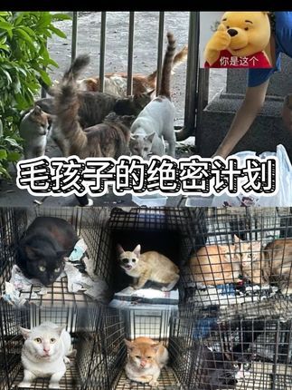 熙熙森林猫咪爱护协会:它基金x名创优品联手越秀公园和熙熙森林,共同开展“毛孩子的绝密计划”。布袋转移有一套哦!#关注流浪动物 #dou爱送温暖 #dou爱公益日 #领养代替购买 #这个世界不能没有小猫