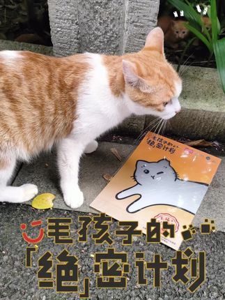 熙熙森林猫咪爱护协会:哎呀,不是每只猫咪都适合TNR的哦#领养代替购买 #dou爱送温暖 #dou爱公益日 #为流浪动物发声 #流浪猫救助