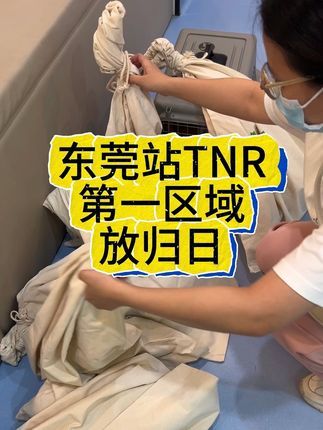 熙熙森林猫咪爱护协会:熙熙森林TNR东莞站启动后已经进行了一批猫咪的绝育+放归了。这是一些记录,猫咪们好可爱呀~~#领养代替购买 #这个世界不能没有小猫 #流浪猫救助 #流浪猫绝育