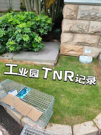 熙熙森林猫咪爱护协会:没有更新的日子都有在努力抓猫✂️ 希望所有的工业园区或者小区都可以懂得科学治理流浪猫~亲身参与TNR#流浪猫救助 #流浪猫TNR #流浪猫绝育放归 #这个世界不能没有小猫