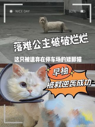 熙熙森林猫咪爱护协会:又双叒叕拣猫猫!! 纵然世界如此待您,您仍沉迷人类的摸摸头。请一同善待生命,拒绝遗弃。 感谢救助人丸子和红狗营养膏为猫咪提供及时帮助,愿早柚早日恢复,重新焕发神采~ #红狗营养加分计划 #红狗 #领养代替购买 #救助流浪动物 #为猫咪发声