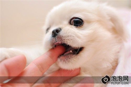 [摄影跟我学]宠物摄影的技巧与经验(6)