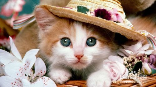被猫抓了怎么办