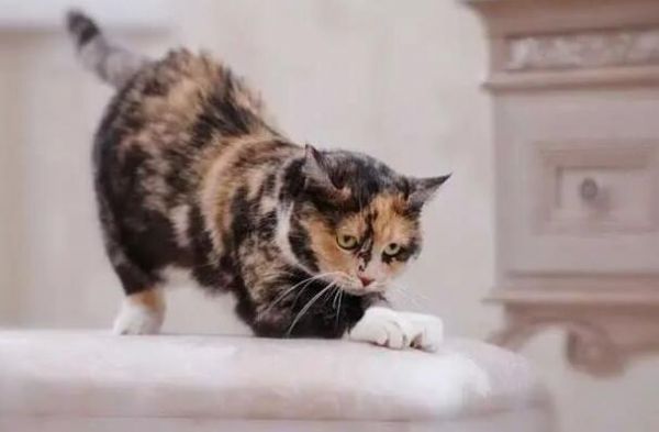 如何制止猫咪乱抓人的现象,一般你是怎么处理的?