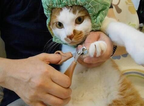 如何制止猫咪乱抓人的现象,一般你是怎么处理的?