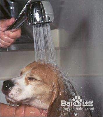 给比格犬幼犬洗澡的技巧