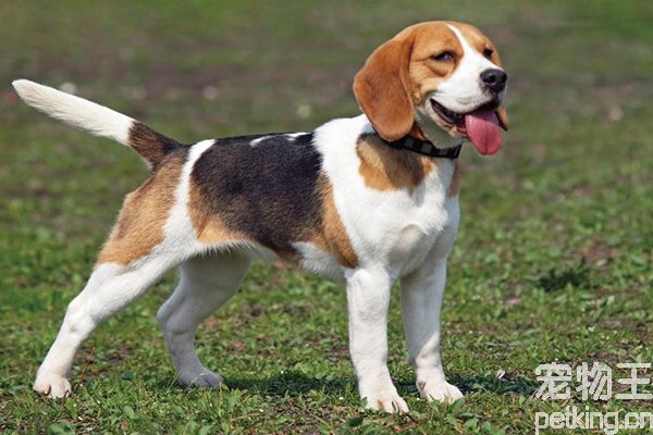 比格犬掉毛