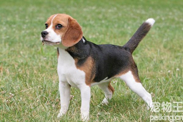 比格犬