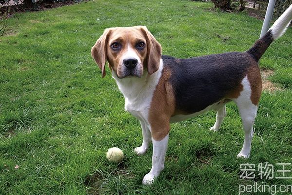 比格犬特点
