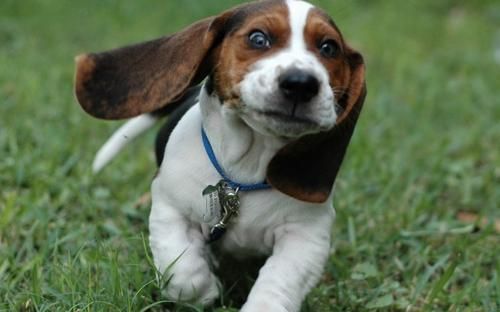 比格猎犬的性格外貌特征