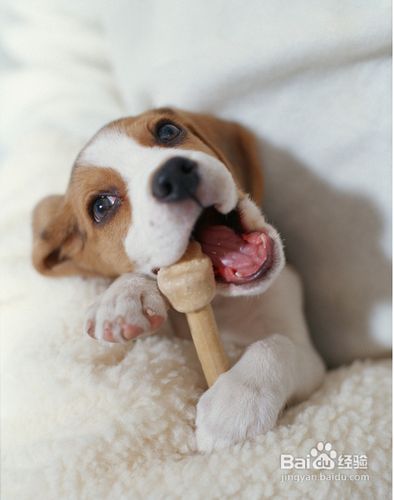 比格犬怎么养