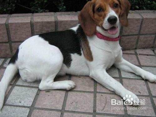 比格犬怎么养