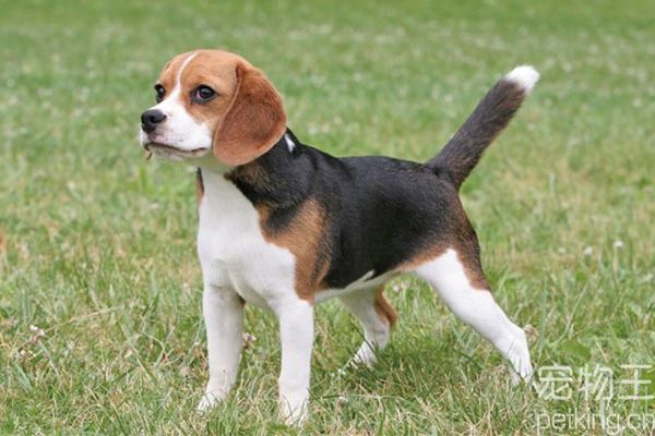 比格犬