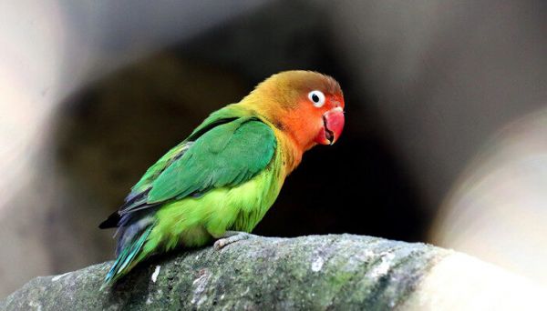 摄图网_501344196_banner_鹦鹉（企业商用）.jpg