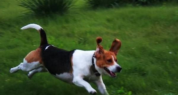 从零开始的比格犬饲养指南（从宠物选择到饲养注意事项，一步步为你解决疑惑）