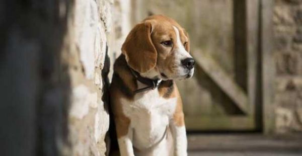 从零开始的比格犬饲养指南（从宠物选择到饲养注意事项，一步步为你解决疑惑）