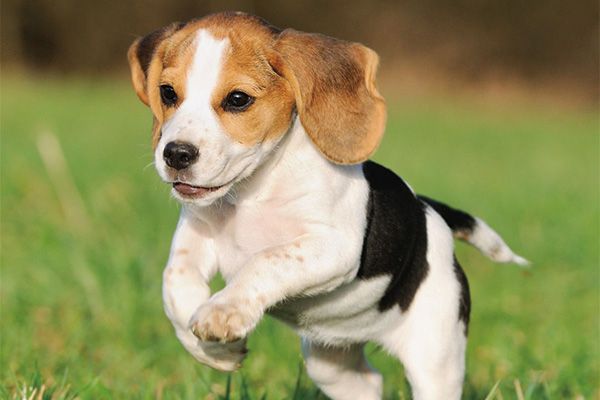 比格犬为什么很少人养