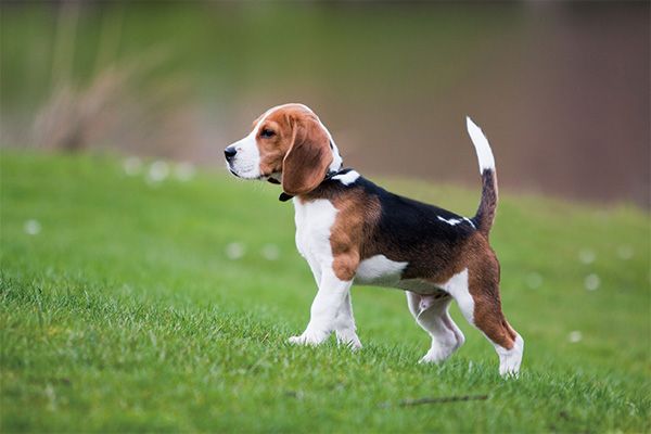 比格犬为什么很少人养