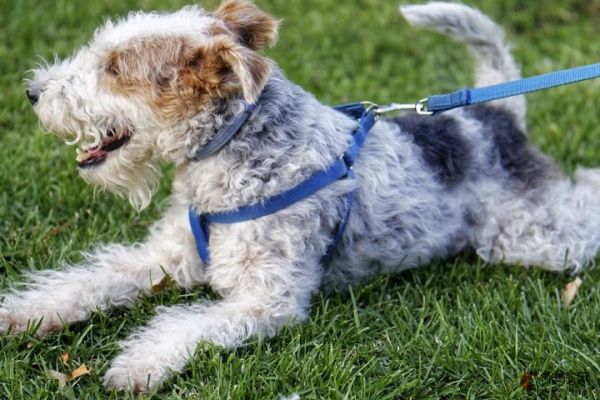 为什么不能养梗类犬 缺点有哪些