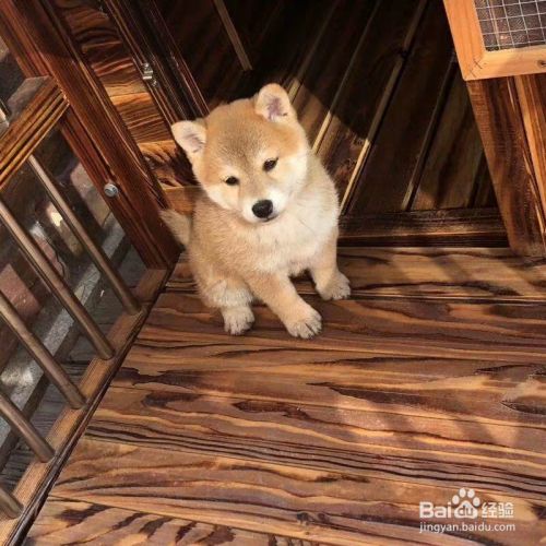 养狗训狗教程