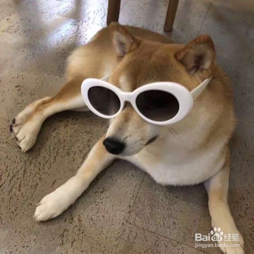 养狗训狗教程
