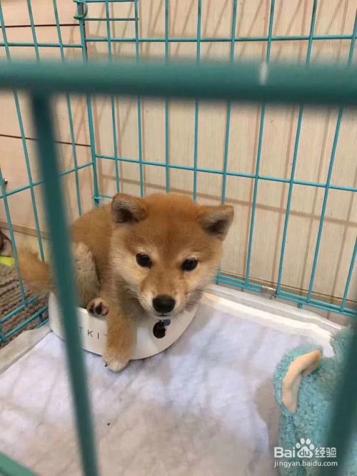 养狗训狗教程