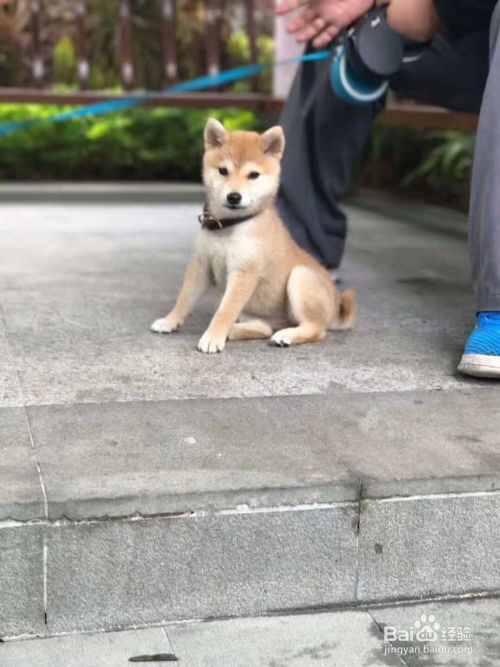 养狗训狗教程