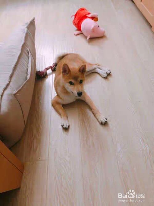 养狗训狗教程