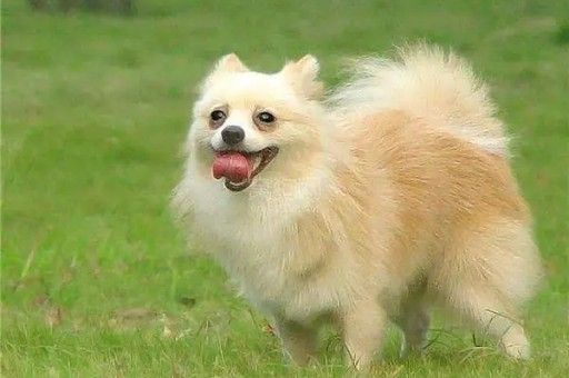 训练狗狗的29个基础动作视频讲解(教狗狗22个动作手势)