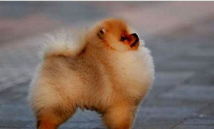 博美犬的训练方法有哪些？