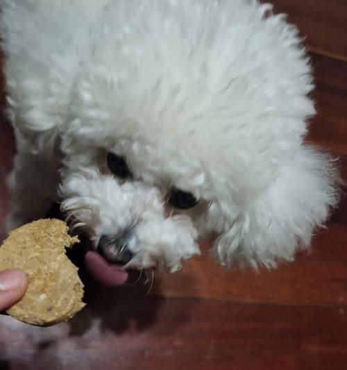 小狗误食塑料，危害大！（了解宠物误食塑料的危害，从保护狗狗健康做起！）