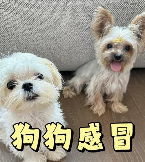 雨中的宠物狗易感冒，如何预防（雨天狗狗的健康问题与解决方法）