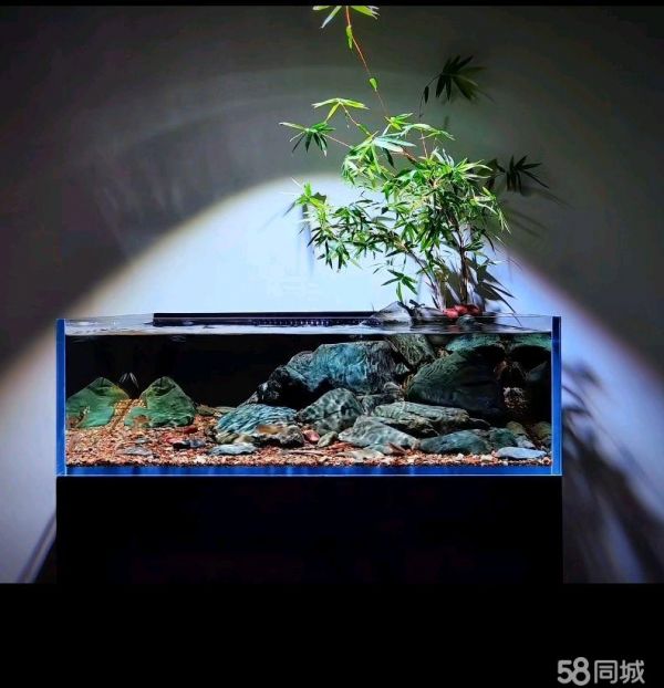 沈阳宠物店/服务·海缸，鱼缸造景，鱼缸养护，开缸，水族箱，锦鲤池