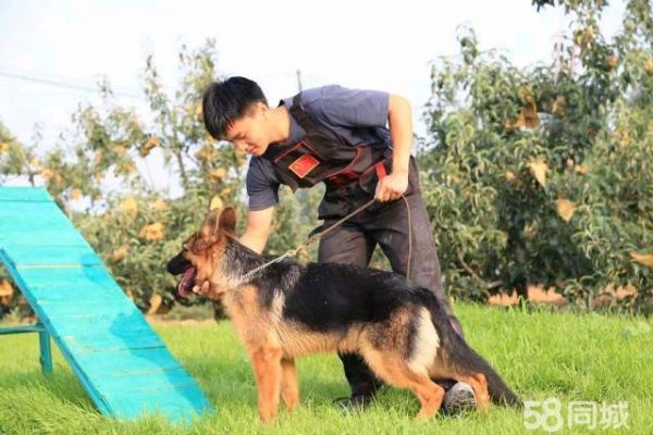 沈阳老兵宠物训练·沈阳老兵宠物训练专注宠物行为纠正11年保证训练效果