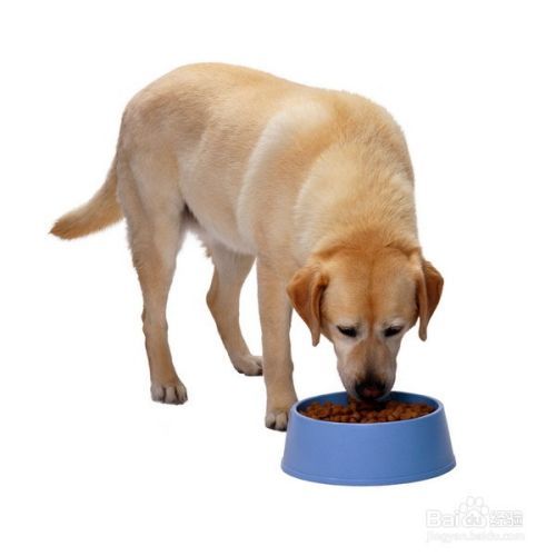 狗狗厌食怎么办？狗狗没食欲怎么办
