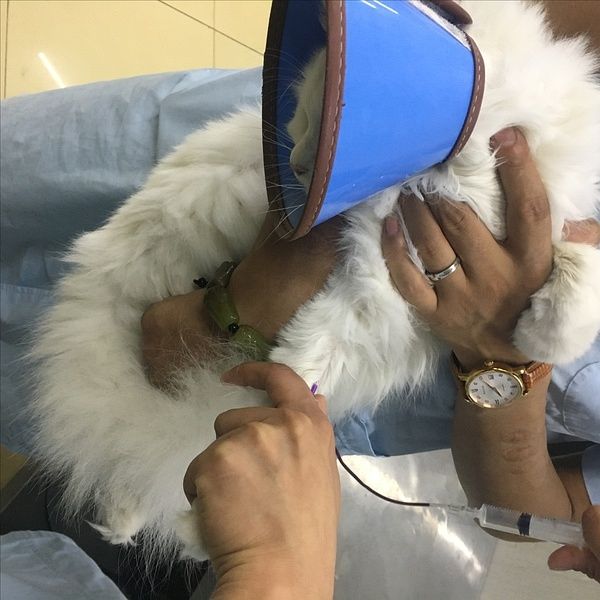 都抽不到针管里 就抽不出血了