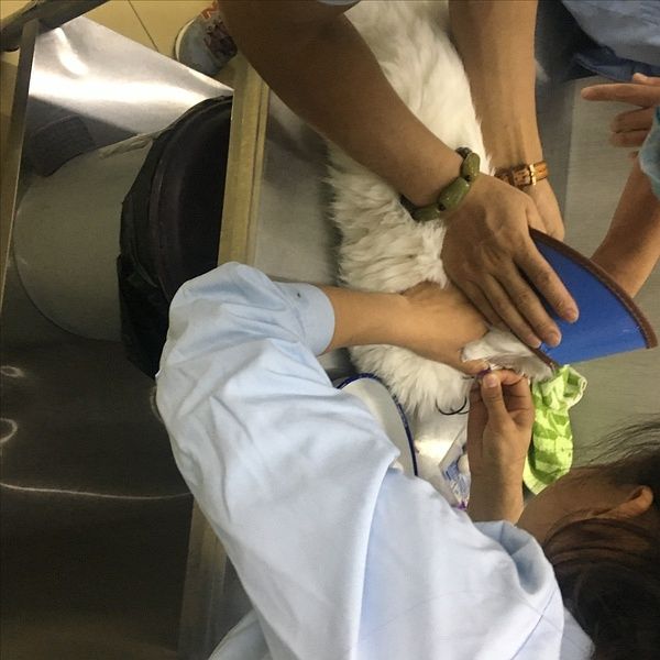 最后只能在脖子上的血管采血