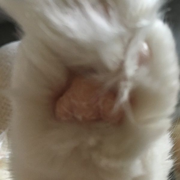 脱皮的肉垫